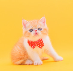 fluffy persian kitten a yellow background