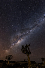 quiver tree under mikyway, nightscape , in the Karoo, south africa