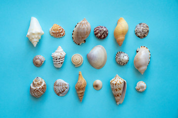 Different seashells on a blue background, summer concept, pattern
