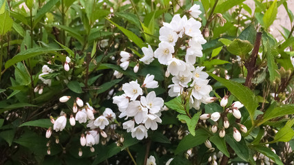 Deutzia scabra white flowers blooming in the forest. May, Spring. Macro shooting, closeup