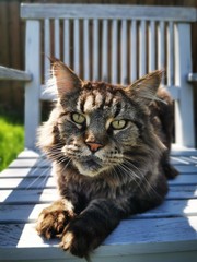 Main Coon auf Stuhl Katze Kater Garten entspannt