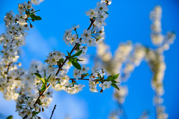 Cherry blossom with white flowers in springtime macro.
