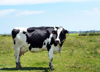 View of a Holstein Friesian cow in the green field