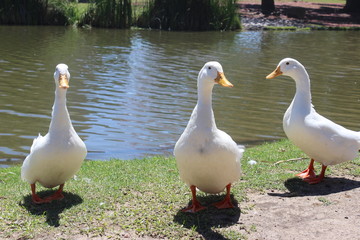 Gansos en lago