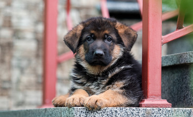 German shepherd dog lies on the steps