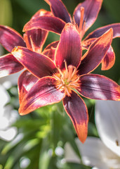 Tiger Lily