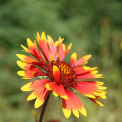 Echinacea