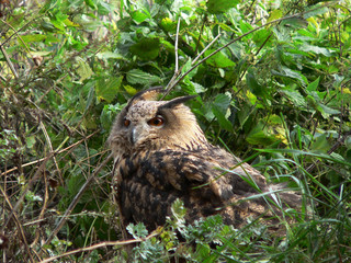 Eurasian eagle-owl (Bubo bubo) portrait 