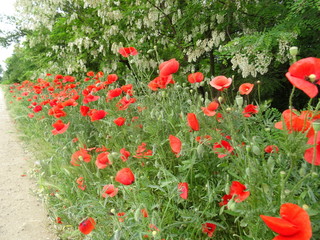 red poppies in the field