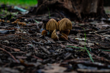 Roma. A small group of mushrooms appears among the trees in the woods.
