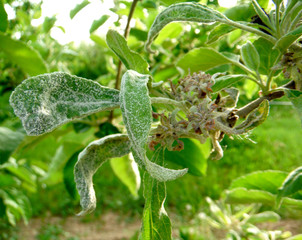 powdery mildew ,Podoshpaera leucotricha on an apple tree