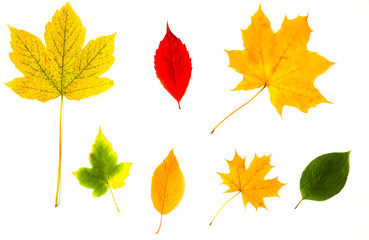 Real autumn leaves lying in white background. Seasonal photo. Yellow, red and green colours with texture. November postcard.