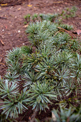 Rome, the branches of Pino have fallen in the park. The needles are still green.