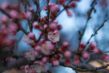Fairy Pink Buds on Blooming Apricot tree soft focus