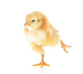 Young little brown chicken isolated over white background. Cute little chicken.