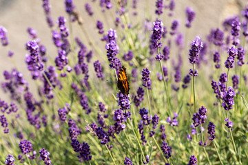 Obraz premium Kolorowy motyl na kwitnących kwiatach lawendy