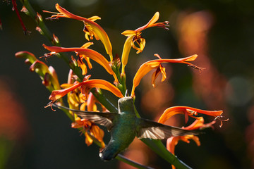 Hummingbird flying and feeding on Lucifer Plants.  Different Wing positions and body positions including Back view, and side views.  Green and Reddish brown colors