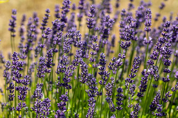 Obraz premium the blooming lavender flowers in Provence, near Sault, France