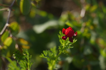 close-up of a wild flower with a red 