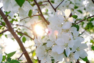 Flowers of a blooming Apple tree at sunset in the warm rays of the sun.