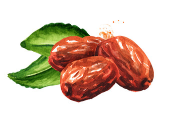Dried unabi fruit, ziziphus or jujube and green leaves. Hand drawn watercolor illustration isolated on white background