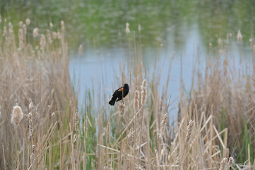 Red winged blackbird.