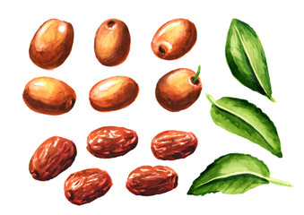Unabi fruit, ziziphus or jujube and green leaves set. Hand drawn watercolor illustration isolated on white background