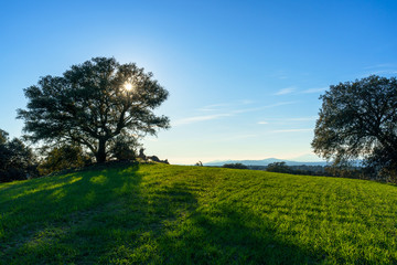 Fototapeta premium tree with sun with lightning behind in a green meadow field green grass and shadows