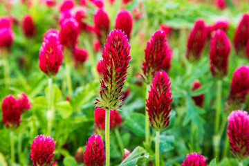 Close-up of a beautiful red clover in