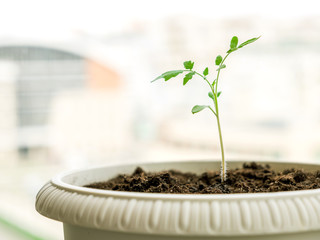 Young tomato sprout in a pot on windowsill