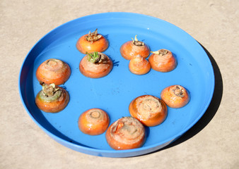 Carrot growing, hobby or agricultural education for children. Organic farming, healthy food