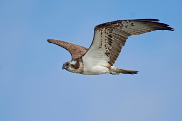 Fototapeta na wymiar Osprey (Pandion haliaetus)