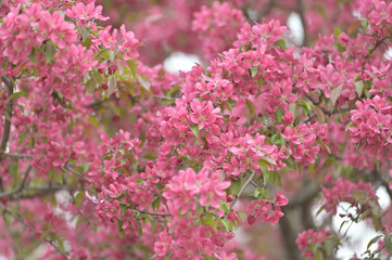 Flowering trees spring.