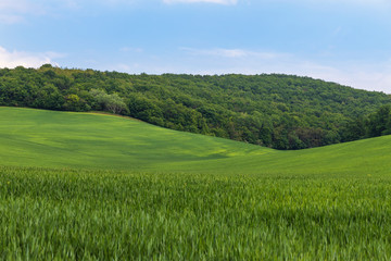 A field on which is a young green corn. In the background is a forest, a road and a blue sky