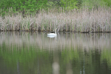 Swan in the pond.