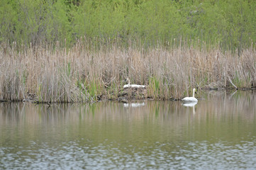 Naklejka na ściany i meble Swan in the pond.