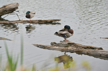 the mallard duck