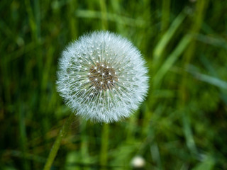 White dandelion close-up isolated in green grass.