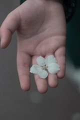 flower in the child's hand