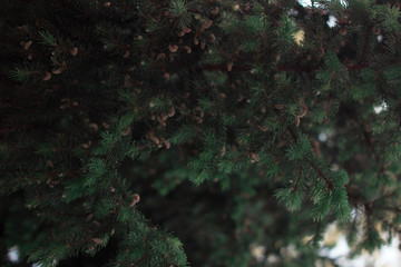 fir branches with cones background