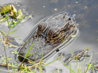 Florida alligator resting just above the water