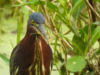 Green heron standing in the grass in the Florida wetlands