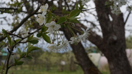 flowering trees in the garden. Apple, cherry, plum trees.