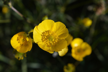 Obraz premium Bright yellow buttercup flowers, also known as Ranunculus