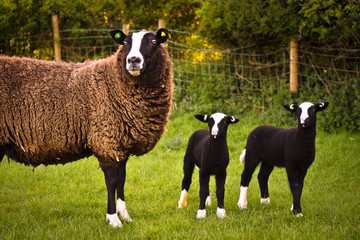 zwartble lambs and sheep