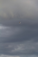 seagull on a cloudy sky