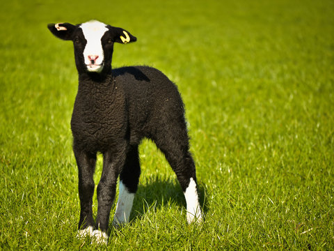 zwartble lamb