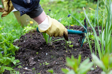 a woman in yellow rubber gloves is watering the garden with a hoe. work in the garden. planting, caring for flowers