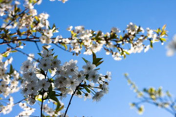 flowering trees in the garden. Apple, cherry, plum trees.