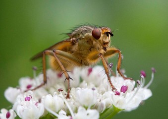 Fototapeta premium macro image of a fly on top of a cow parsley flower 